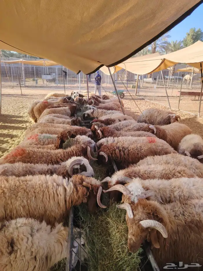 الرياض ومكه 24