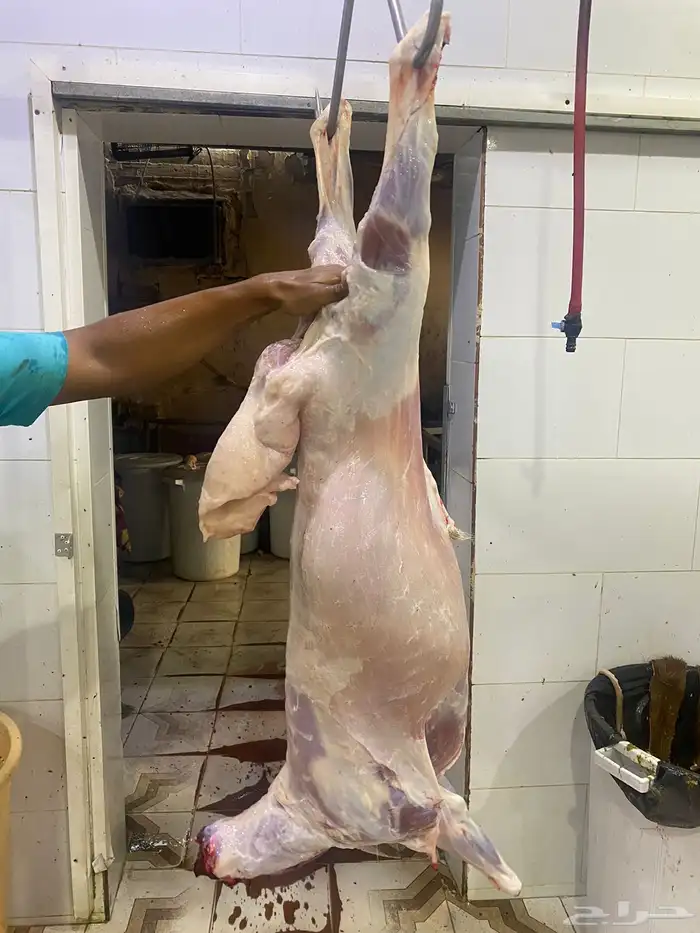 شامل الذبح والتوصيل داخل احياء المدينه المنور 0