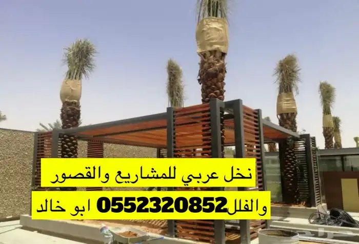 نخل عربي مع النقل والحفر والغرس 1