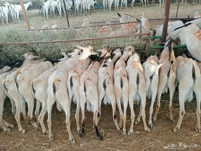 الرياض ومكه 3
