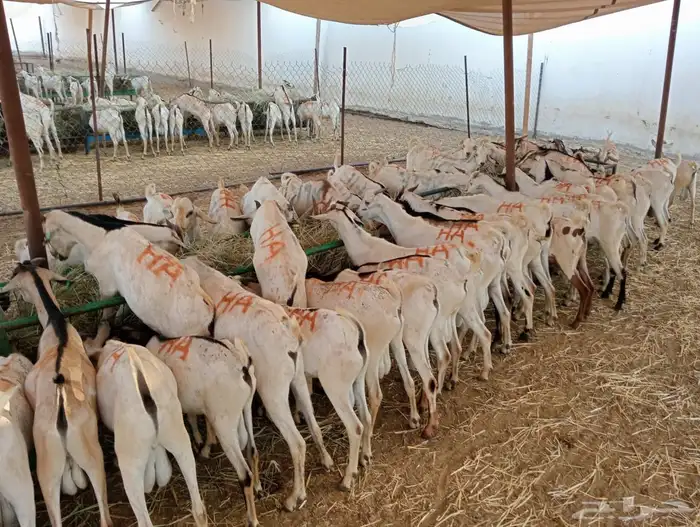 الرياض ومكه 2