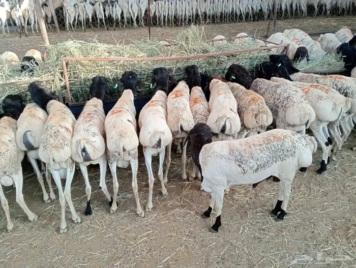 الرياض ومكه 5