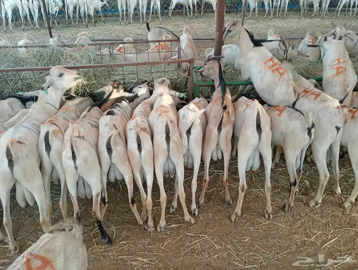 الرياض ومكه 14