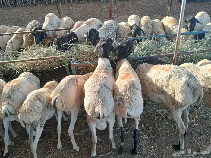 الرياض ومكه 1