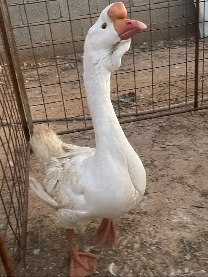 للبيع جوز روسي 2