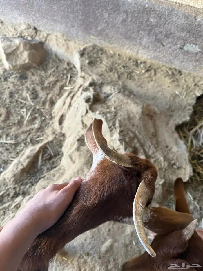 تيس دهم حص 2