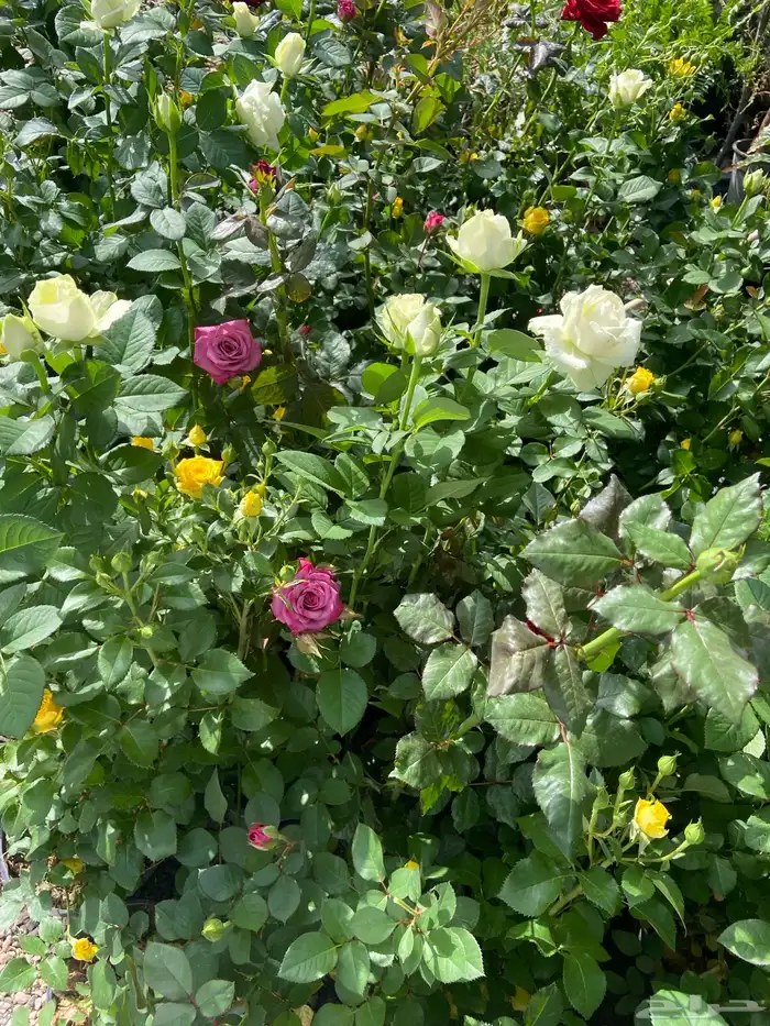 شتلات منتجه 3