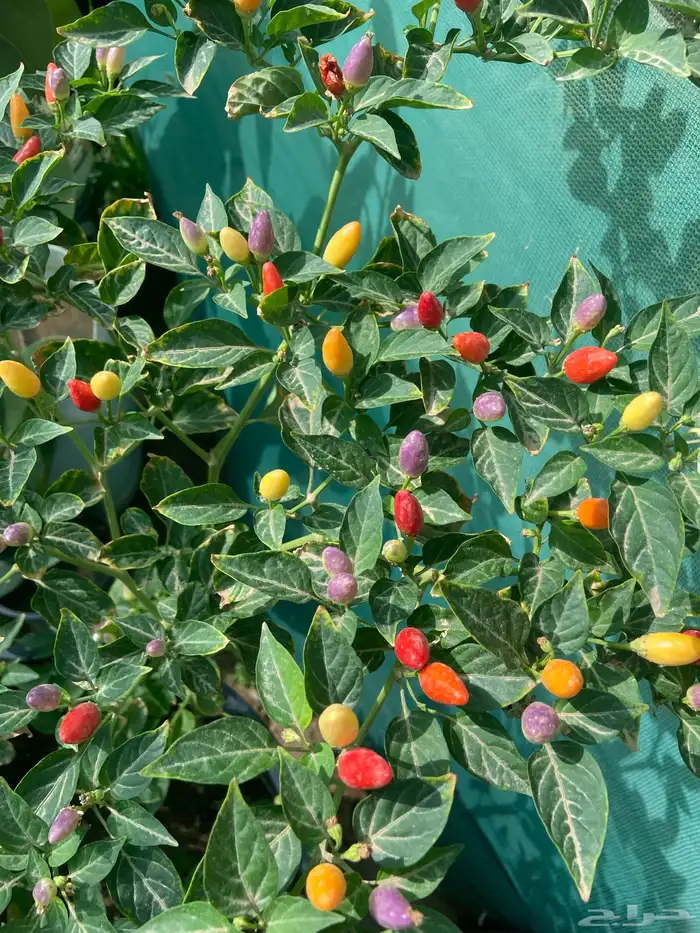 شتلات منتجه 6