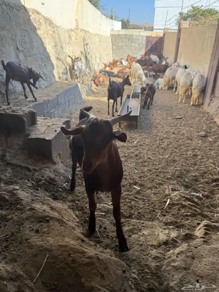تيس دهم حص 3