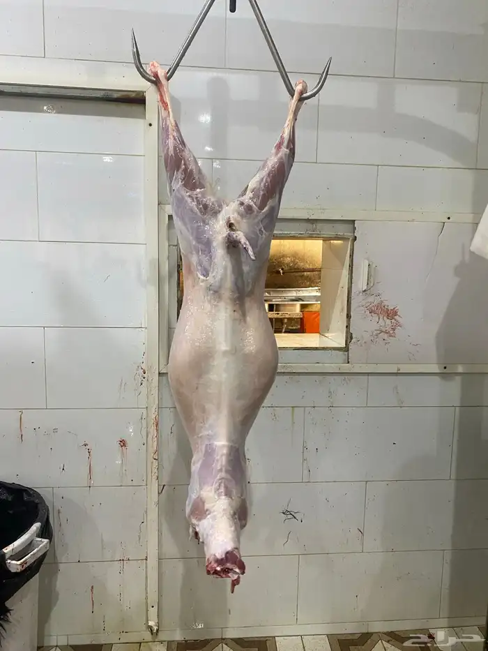 شامل الذبح والتوصيل داخل احياء المدينه المنور 3