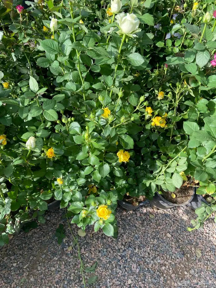 شتلات منتجه 4