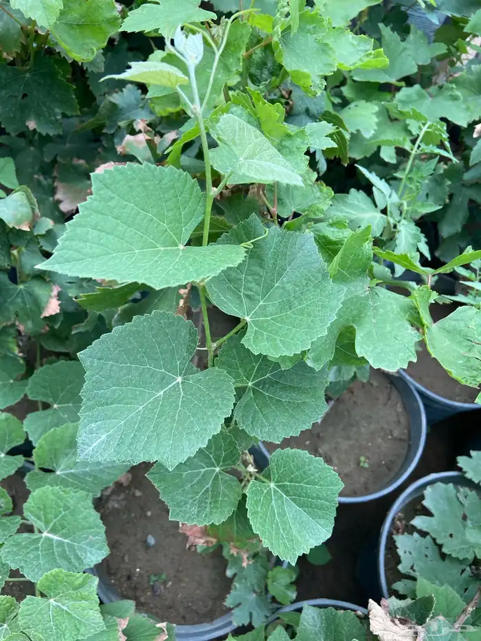 شتلات منتجه 0