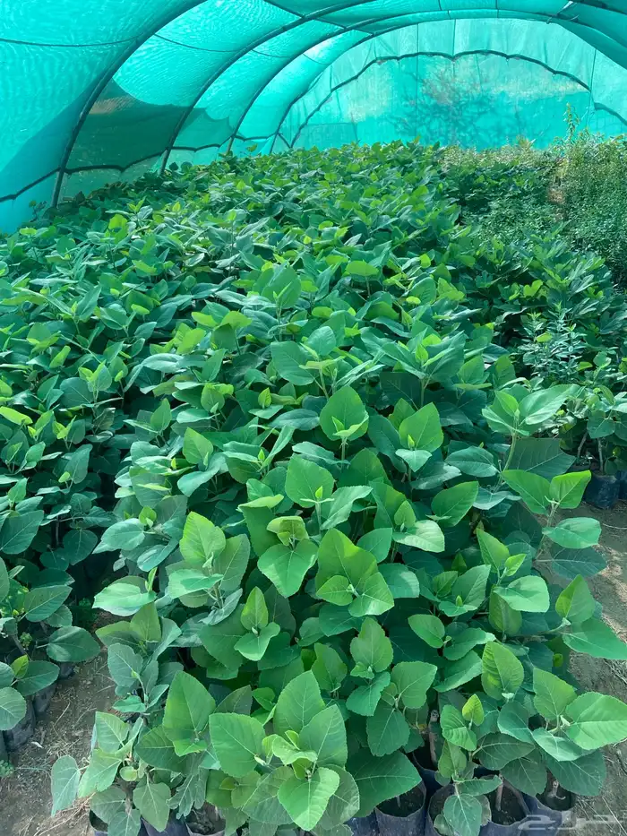 شتلات منتجه 2