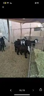 ذبايح حري سواكن وتيوس عوارض وجنوبيه مع امكانيه الذبح وتوصيل 4
