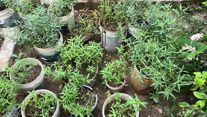 حبق 1