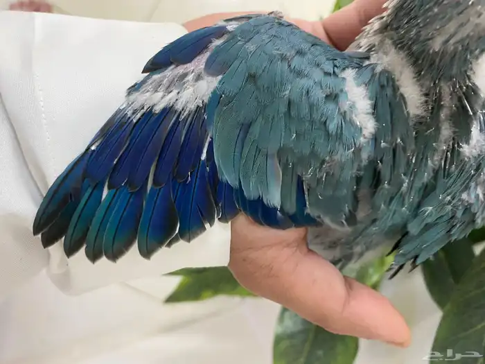 فرخ كويكر غر ( تم البيع ) 2