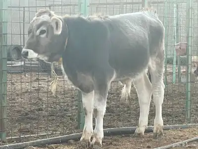 عجل سويسري بيور ( مشروع فحل فاخر ) 8