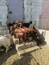 ذبايح حري سواكن وتيوس عوارض وجنوبيه مع امكانيه الذبح وتوصيل 6