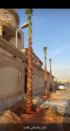 نخيل وشنطوني وعربي جميع المقاسات والانواع 6