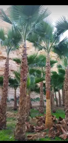 نخيل وشنطوني وعربي جميع المقاسات والانواع 4