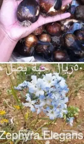 شتلات جلد ثعبان إندونيسيا وغيره 33