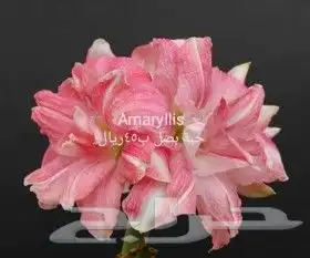 شتلات جلد ثعبان إندونيسيا وغيره 39