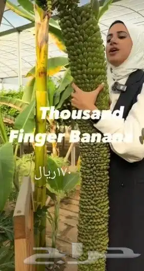 شتلات جلد ثعبان إندونيسيا وغيره 21