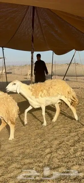 غنم حرش دفيع 4