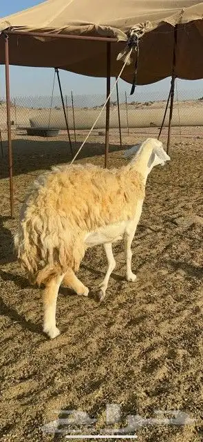 غنم حرش دفيع 8
