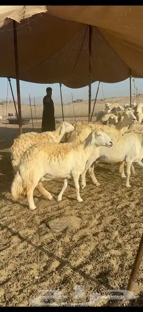 غنم حرش دفيع 6