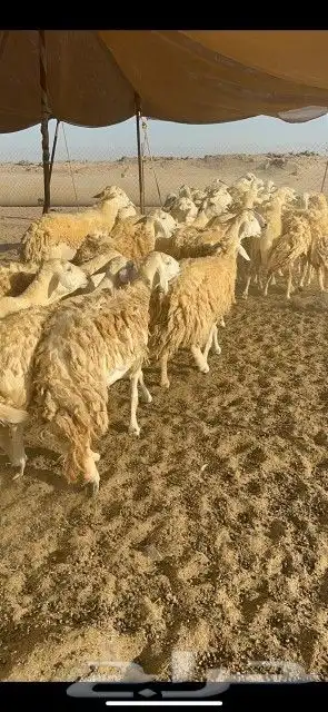 غنم حرش دفيع 5