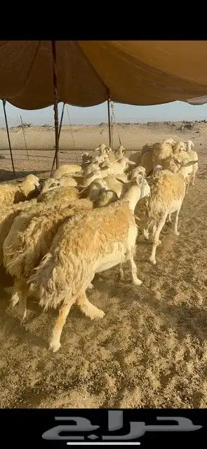 غنم حرش دفيع 9