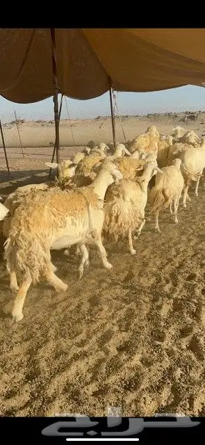 غنم حرش دفيع 1