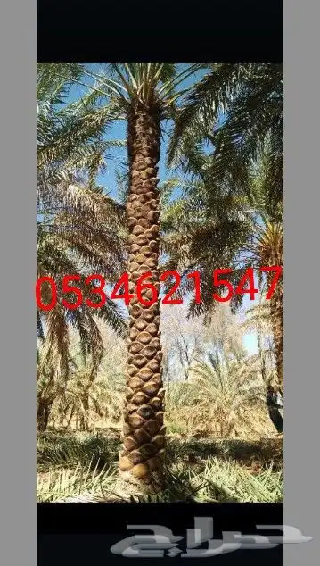 مقولات حجر وشبوك 0