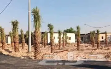 انخل للبيع 0