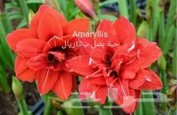 شتلات جلد ثعبان إندونيسيا وغيره 44