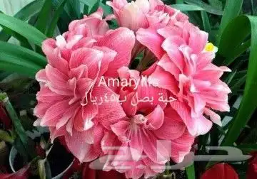 شتلات جلد ثعبان إندونيسيا وغيره 35