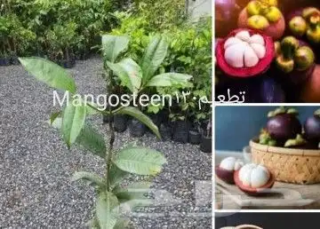 شتلات جلد ثعبان إندونيسيا وغيره 18