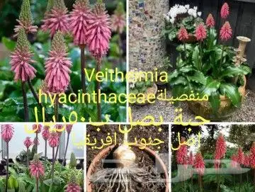 شتلات جلد ثعبان إندونيسيا وغيره 32