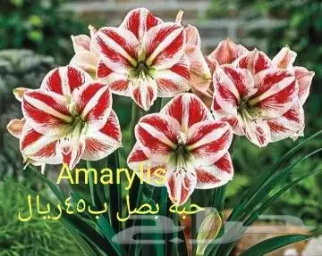 شتلات جلد ثعبان إندونيسيا وغيره 36