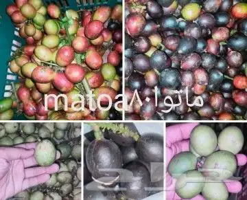 شتلات جلد ثعبان إندونيسيا وغيره 28