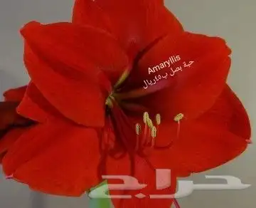 شتلات جلد ثعبان إندونيسيا وغيره 45