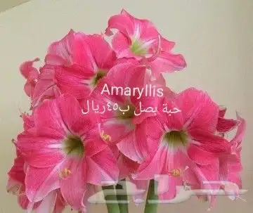 شتلات جلد ثعبان إندونيسيا وغيره 46