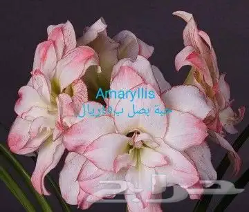 شتلات جلد ثعبان إندونيسيا وغيره 47