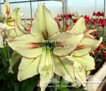 شتلات جلد ثعبان إندونيسيا وغيره 40