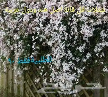 شتلات جلد ثعبان إندونيسيا وغيره 15