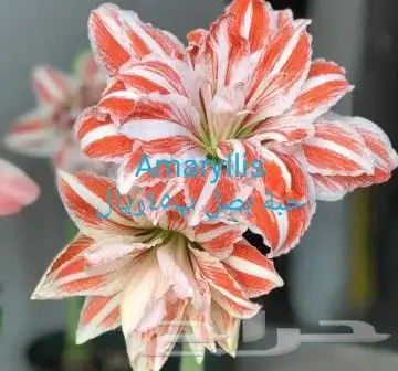 شتلات جلد ثعبان إندونيسيا وغيره 42