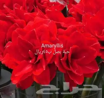 شتلات جلد ثعبان إندونيسيا وغيره 38