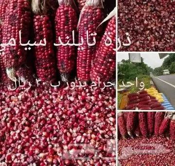 شتلات جلد ثعبان إندونيسيا وغيره 11