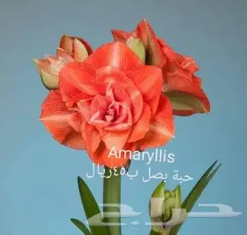 شتلات جلد ثعبان إندونيسيا وغيره 48